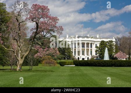 White House South Lawn e Blooming Magnolia Tree. Foto Stock