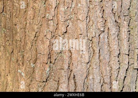 Primo piano Bark of A Liquidambar Styraciflua Tree ad Amsterdam Paesi Bassi 21-3-2024 Foto Stock