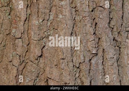 Primo piano Bark of A Liquidambar Styraciflua Tree ad Amsterdam Paesi Bassi 21-3-2024 Foto Stock