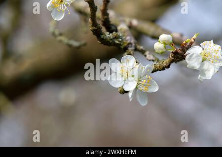 Primo piano di Prunus domestica Opal ad Amsterdam, Paesi Bassi 19-3-2024 Foto Stock