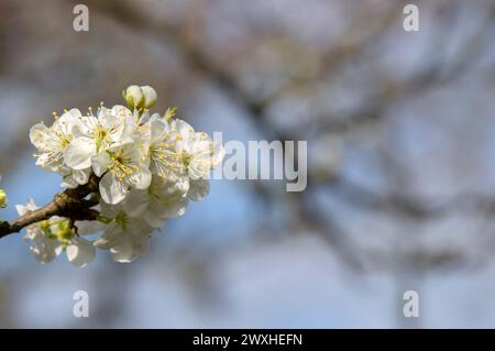 Primo piano di Prunus domestica Opal ad Amsterdam, Paesi Bassi 19-3-2024 Foto Stock