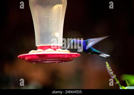 Violet Sabrewing colibrì (Campylopterus hemileucurus) in movimento, volando mentre si nutrono della foresta tropicale della Costa rica Foto Stock