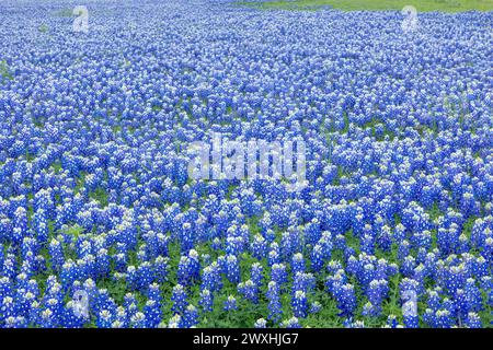 Muleshoe Bend, Spicewood, Texas, campo di bluebonnet Foto Stock