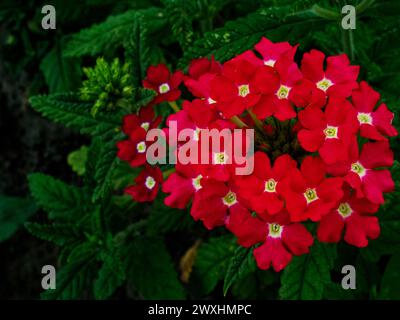 Un bouquet di fiori rossi radiosi caratterizzati da centri bianchi a forma di stella, adagiati su uno sfondo verde profondo. Foto Stock