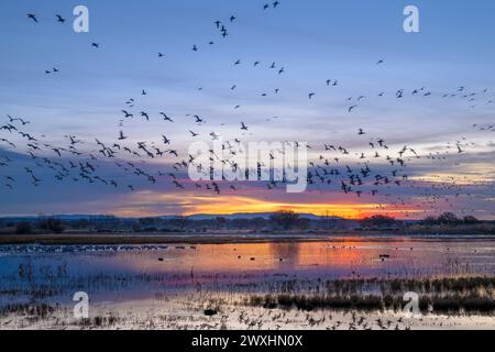 Oche delle nevi (Chen caerulescens) che decollano, alba, Bosque del Apache NWR, Autumn, New Mexico, USA, di Dominique Braud/Dembinsky Photo Assoc Foto Stock