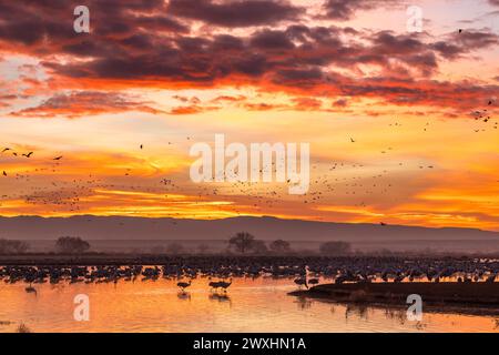 Gru Sandhill (Grus canadensis) in volo, ormeggio delle oche delle nevi, autunno, alba, Bernardo Waterfowl Management area, New Mexico., USA, by Dominique Braud/ Foto Stock