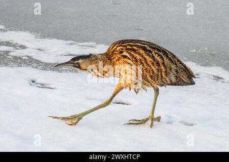 Camminate in amaro su uno stagno ghiacciato e innevato, riserva naturale, lago Neuchâtel, Svizzera Foto Stock