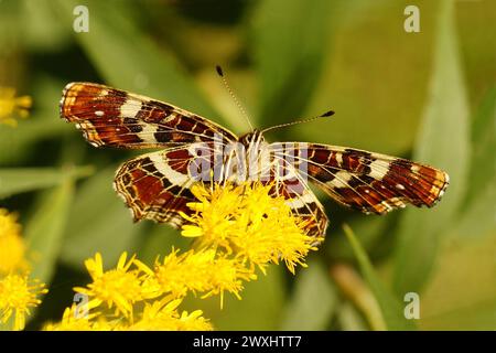 Mappa europea inferiore farfalla Araschnia levana, famiglia Nymphalidae su fiori di verga d'oro canadese (Solidago Canadensis). Paesi Bassi, settembre Foto Stock