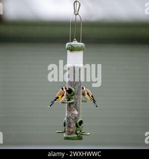 Un paio di Goldfinches, Carduelis carduelis, che si nutrono di semi di nyger in l alimentatore per uccelli lunghi Foto Stock