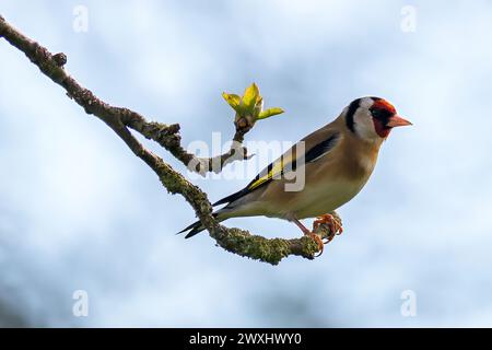 Un Goldfinch, Carduelis carduelis, appollaiato all'estremità a della fioritura primaverile applica il ramo dell'albero Foto Stock
