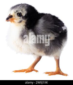 Pulcino di pollo Austerlorp appena nato con piume bianche e nere isolato in uno studio shot. Foto Stock