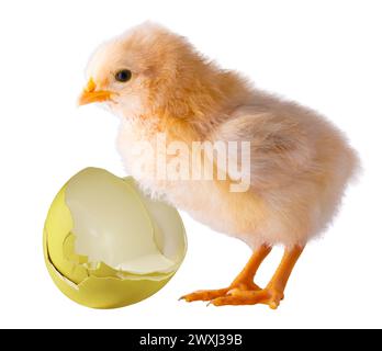 Pulcino di pollo Orpington brillante vicino a un uovo giallo rotto isolato in uno studio shot. Foto Stock