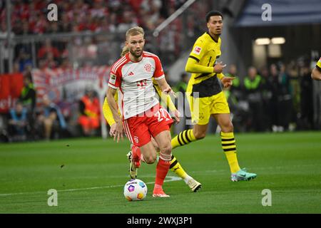 MONACO, Germania. , . 27 Konrad LAIMER del Bayern durante la partita di calcio della Bundesliga tra il Bayern Muenchen e il Borussia Dortmund, BVB, all'Allianz Arena di Monaco il 30. Marzo 2024, Germania. DFL, Fussball, 0:2 (foto e copyright @ Jerry ANDRE/ATP Images) (ANDRE Jerry/ATP/SPP) credito: SPP Sport Press Photo. /Alamy Live News Foto Stock