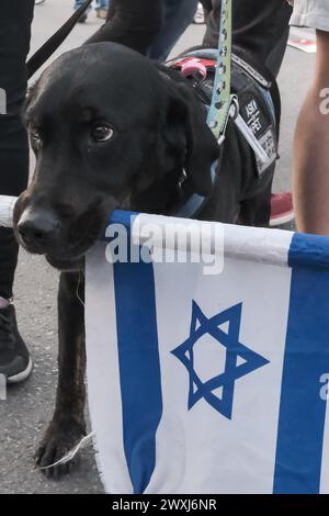 Gerusalemme, Israele. 31 marzo 2024. Un gruppo diversificato di manifestanti, compresi gli attivisti anti Netanyahu, le famiglie degli ostaggi, le riserve IDF, gli oppositori del disegno di legge, i gruppi per i diritti delle donne, e movimenti sociali, si riuniscono alla Knesset prima di un raduno di tre giorni. Condividono una richiesta comune: Le dimissioni del primo ministro Netanyahu e le elezioni immediate. I manifestanti chiedono inoltre di affrontare le esigenze delle persone colpite dal conflitto, compresi i residenti vicino ai confini di Gaza e libanesi, e di una rapida risoluzione per garantire il rilascio degli ostaggi. Crediti: NIR Alon/Alamy Live News Foto Stock