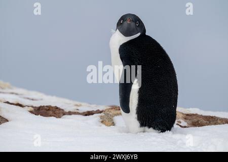 Antartide, Mare di Ross, Isole di possesso, Isola di Foyn. Pinguino Adeile. Foto Stock