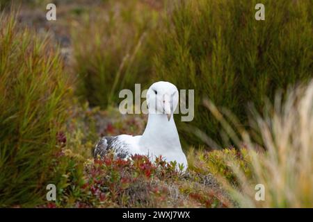 Nuova Zelanda, Isole subantartiche, Isole Auckland. Enderby Island, la seconda più grande del gruppo di isole. Albatross reale del sud. Foto Stock