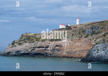 Nuova Zelanda, Isola del Sud, Dunedin, Penisola di Otago. Taiaroa Head, sede dell'unica colonia di albatros reali del nord su una terra abitata. Foto Stock