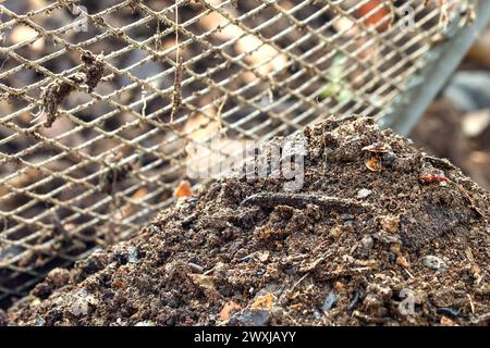 Terreno di compost appena setacciato per fertilizzare il giardino Foto Stock