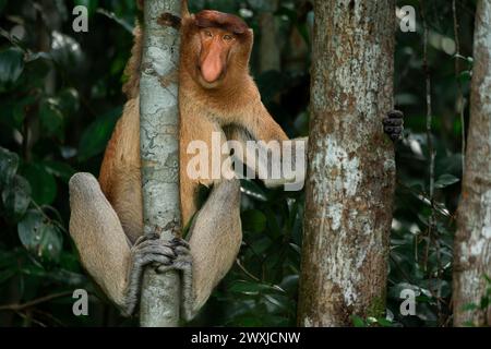 Ritratto di una scimmia proboscide maschile dominante (Nasalis larvatus) che guarda mentre si arrampicano sugli alberi nel parco nazionale Tanjung Puting, Borneo, Indonesia Foto Stock