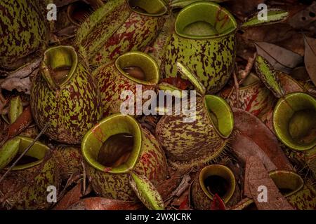 Immagine di un'unica pianta a caraffa semi-detritivora comunemente nota come pianta a caraffa a coperchio stretto o pianta a caraffa tropicale Foto Stock