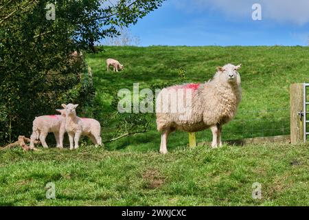 Pecore e agnelli a Brown Clee Hill, vicino a Burwarton, nello Shropshire Foto Stock