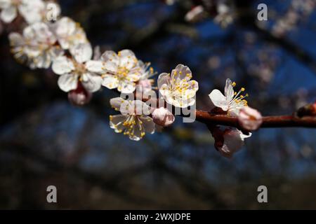 L'albicocca fiorisce in primavera. Prunus. Foto Stock