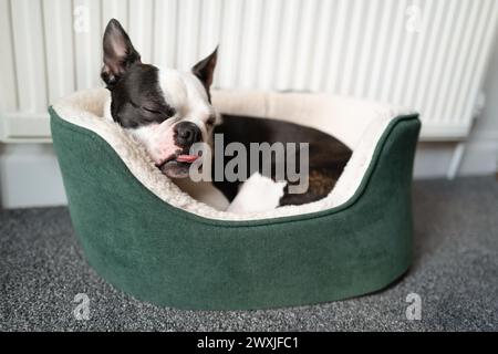 Il cane del Boston Terrier si è rannicchiato in un piccolo letto verde davanti a un radiatore. Ha un po' fuori il suo tono. Foto Stock