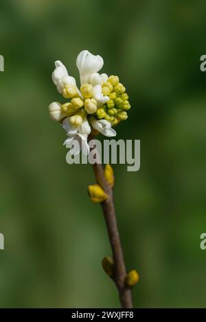 Primo piano di fiori su una pianta di privet selvatico Foto Stock