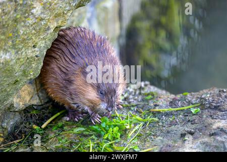 Un topo muschiato (Ondatra zibethicus) che si adagia su piante verdi, seduto su una roccia, attentamente circondato, Paderborn, Renania settentrionale-Vestfalia, Germania Foto Stock