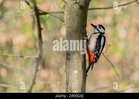 Un grande picchio maculato (Dendrocopos Major) appeso a un tronco di un albero in una foresta viva, Assia, Germania Foto Stock