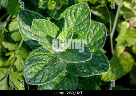 Menta (Mentha spicata), che cresce in un giardino. Foto Stock