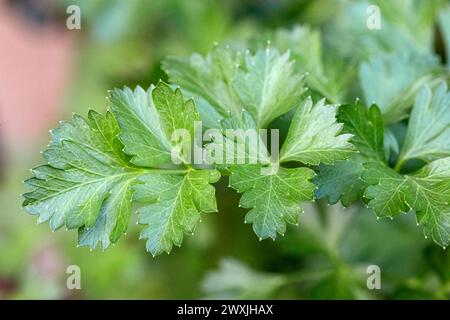 Primo piano di prezzemolo a foglia piatta (Petroselinum crispum) che cresce in un giardino. Foto Stock