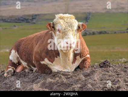 Grande HerefordBull che poggia su un mucchio di terreno nella campagna della penisola di Dingle Foto Stock