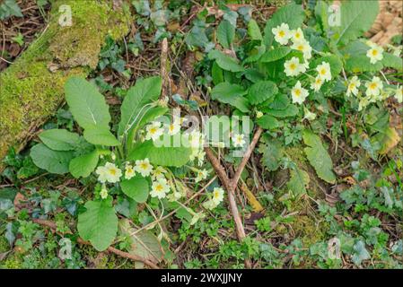 Scivoli selvaggi primaverili nel bosco con uno sfondo muschiato Foto Stock