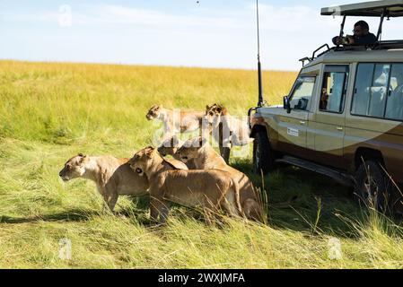 Leoni nella savana del kenya masai mara Foto Stock