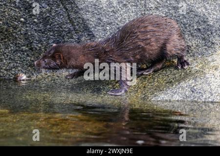 I visoni vagano per i fiordi cileni, minacciando la fauna selvatica e gli ecosistemi locali in questo fragile paradiso della Patagonia. Foto Stock