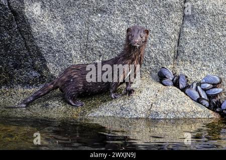 I visoni vagano per i fiordi cileni, minacciando la fauna selvatica e gli ecosistemi locali in questo fragile paradiso della Patagonia. Foto Stock