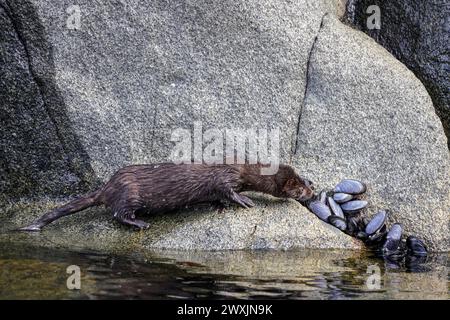 I visoni vagano per i fiordi cileni, minacciando la fauna selvatica e gli ecosistemi locali in questo fragile paradiso della Patagonia. Foto Stock