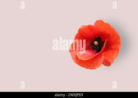 Fiore di papavero rosso su sfondo rosa. Foto Stock