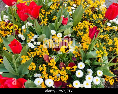 Messaggeri di Primavera colorati: Viole, tulipani, Bellis, Germania, Lago di Costanza Foto Stock