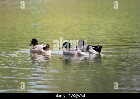 Un trio di anatre Mallard con le loro piume di coda che si attaccano mentre nuotano sull'acqua di un laghetto verde dal riflesso dell'erba sulla fa Foto Stock