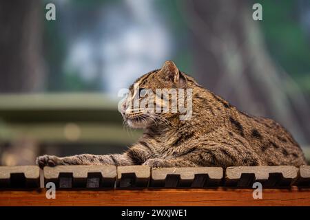 Gatto che sdraia sul ponte di legno all'aperto con alberi sullo sfondo Foto Stock