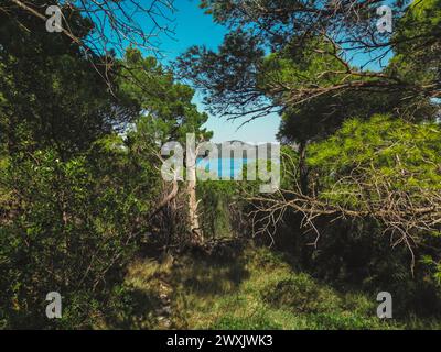 Fitta foresta di conifere e lago salato Mir dell'isola di Dugi Otok, Parco Nazionale di Telascica, Croazia Foto Stock