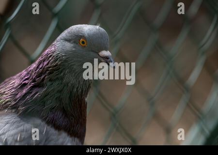 Ritratto di piccione con sfondo di recinzione con mobili rombo su sfondo verde Foto Stock