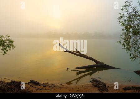 Sagoma di alberi morti durante un'atmosfera nebbiosa alba sul fiume Fitzroy, vicino a Fitzroy Crossing, Australia Occidentale, WA, Australia Foto Stock