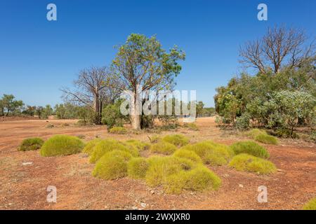 Tipico scenario di spinifex e boab vicino a Fitzroy Crossing, Australia Occidentale, WA, Australia Foto Stock