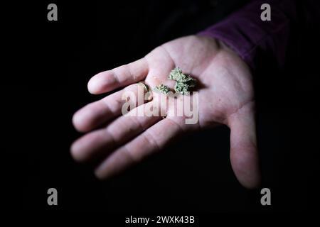Berlino, Germania. 1 aprile 2024. Un uomo tiene la cannabis in mano durante un "fumo in" davanti alla porta di Brandeburgo. Dal 1° aprile, gli adulti dai 18 anni in su saranno autorizzati a possedere 25 grammi di cannabis nei luoghi pubblici. Nelle aree private, saranno consentiti fino a 50 grammi di cannabis coltivata in casa. Tre piante possono essere coltivate privatamente. Il 1° luglio, i club di cannabis per la coltivazione congiunta saranno possibili. Crediti: Sebastian Gollnow/dpa/Alamy Live News Foto Stock