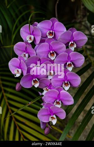Ammasso di fiori di orchidea viola su una phalaenopsis schilleriana che pende da un albero nel sud della Florida. Foto Stock
