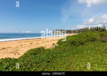 Piante verdi che crescono accanto e lungo Newport Beach a Sydney, una delle famose spiagge settentrionali di Sydney, in Australia Foto Stock