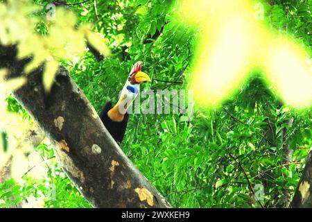 Un uomo di carpino bussato (Rhyticeros cassidix) guarda in alto, mentre si trova su un ramo di albero nella riserva naturale di Tangkoko, Sulawesi settentrionale, Indonesia. Il cambiamento climatico sta alterando le nicchie ambientali, facendo sì che le specie cambino la loro gamma di habitat mentre tracciano la loro nicchia ecologica, il che potrebbe essere uno svantaggio in termini di gestione efficace della biodiversità, secondo Nature Climate Change. Un rapporto di un team di scienziati guidati da Marine Joly, basato su una ricerca condotta dal 2012 al 2020, ha rivelato che la temperatura sta aumentando fino a 0,2 gradi Celsius all'anno in... Foto Stock